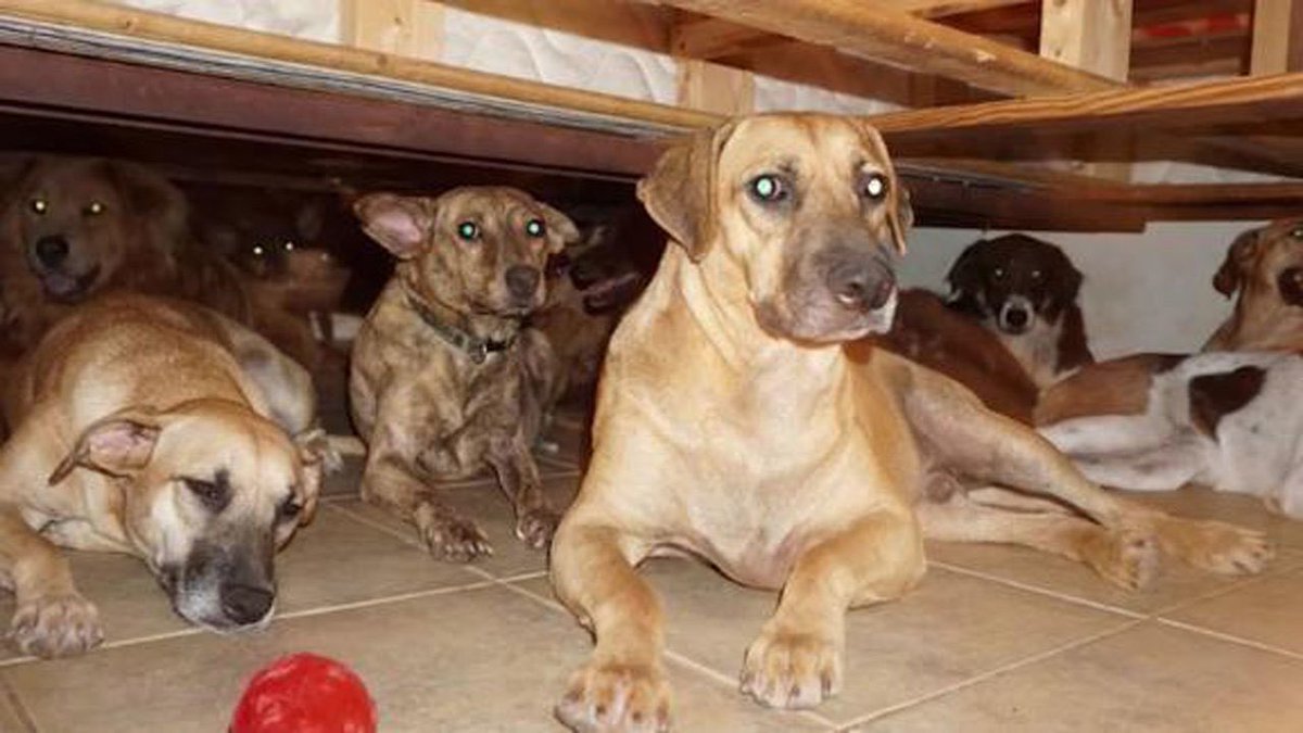 Animal_Watch's tweet photo. Nassau woman takes in 97 dogs during #HurricaneDorian
https://t.co/Y9P4t1u2hK @news6wkmg #Dorian #chellaphillips https://t.co/KD6tmR2W4e