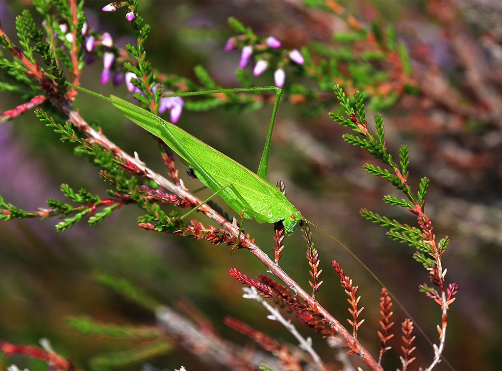 Lees jij al maandelijks de natuurkalender van de Natuur- en Vogelwerkgroep "De Grutto"? Niet? Dan weet je niet wat je mist. Prachtige foto's en verhalen elke maand weer. Klik dus op onderstaande link en laat je verassen.
bit.ly/2lQAxO3