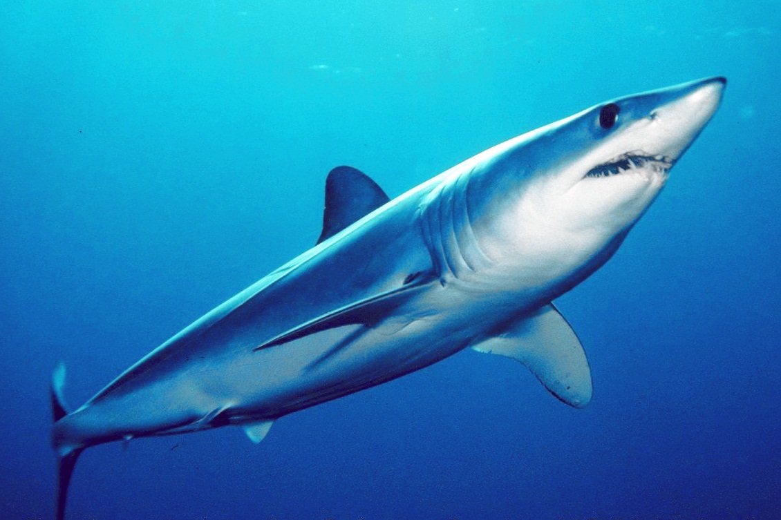 CECweb's tweet photo. Success for #sharks and rays! Last week, @CITES voted to include 18 new species in #AppendixII—including the shortfin mako shark, considered the world’s fastest—thereby regulating their #InternationalTrade.

📷 by Mark Conlin, SWFSC Large Pelagics Program. https://t.co/VWKFw6pdvC