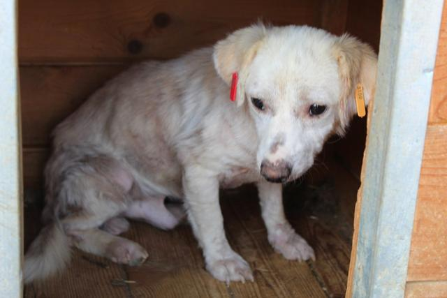 ‼️ SOLAN - winzig klein und völlig fertig 😰
Wir suchen dringend ein erfahrenes Zuhause für den kleinen Rüden, der vor Ort völlig überfordert ist und schon schlimme Hautprobleme bekommen hat.

🐶Rüde
🐶2-3 Jahre
🐶25-30cm
🖊️prodogromania.de/bilder/index.p…
📧info@prodogromania.de
#Adopt