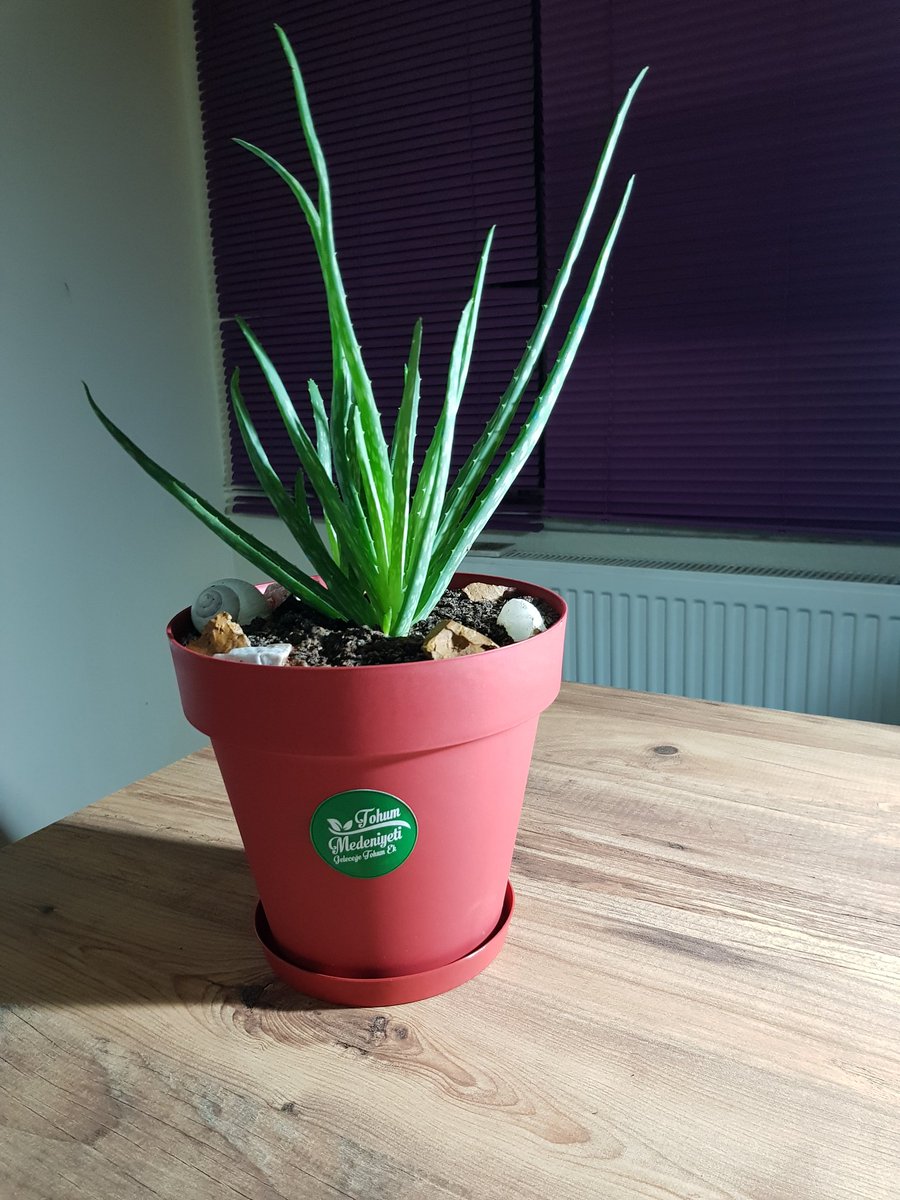 Biz bakıp büyüttük. Şimdi hediye etme zamanı, bu tweet'i RT eden bir takipçimize aloe vera bitkimizi göndereceğiz. Çekiliş  6 Eylül cuma saat 21:⁰⁰🐞
