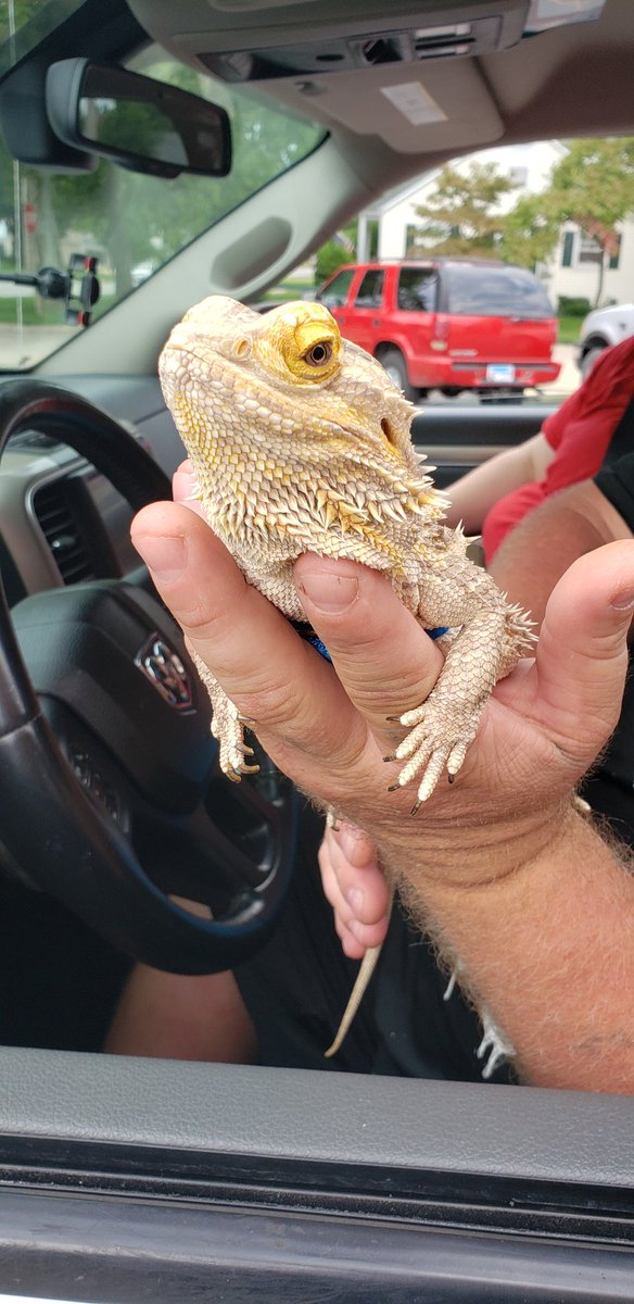 This is Leroy, he is 5 years old, and like going on rides and hanging out with his mom and dad. 15/10 we're getting alot of weord dogs lately.