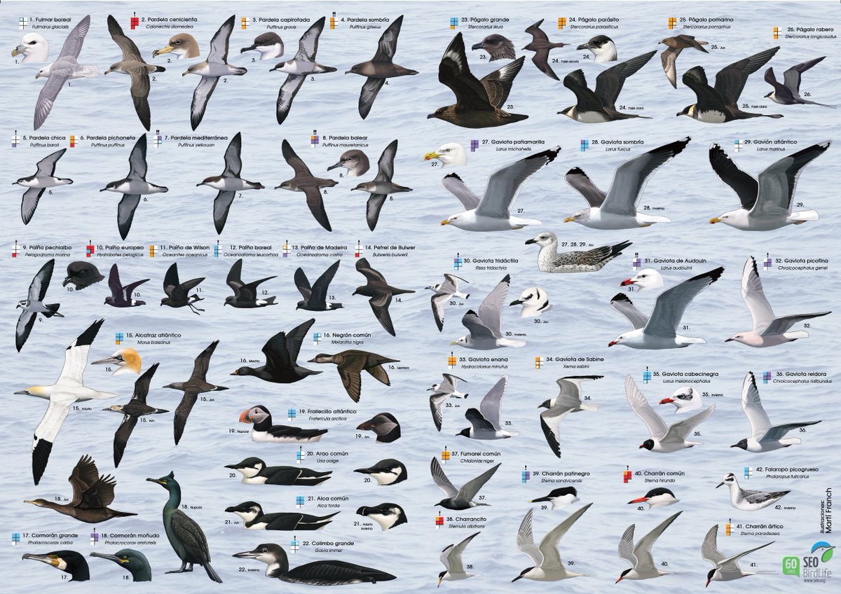 SEOSierraNevada's tweet photo. Es tiempo de paso migratorio postnupcial. 
Os dejamos un recopilación de fichas que nos facilitaran la identificación de las aves que surcan los cielos en esta época del año.
#Migración 
@SEO_BirdLife 
@BirdLife_News 
@vikingoptical https://t.co/r530iOniYn