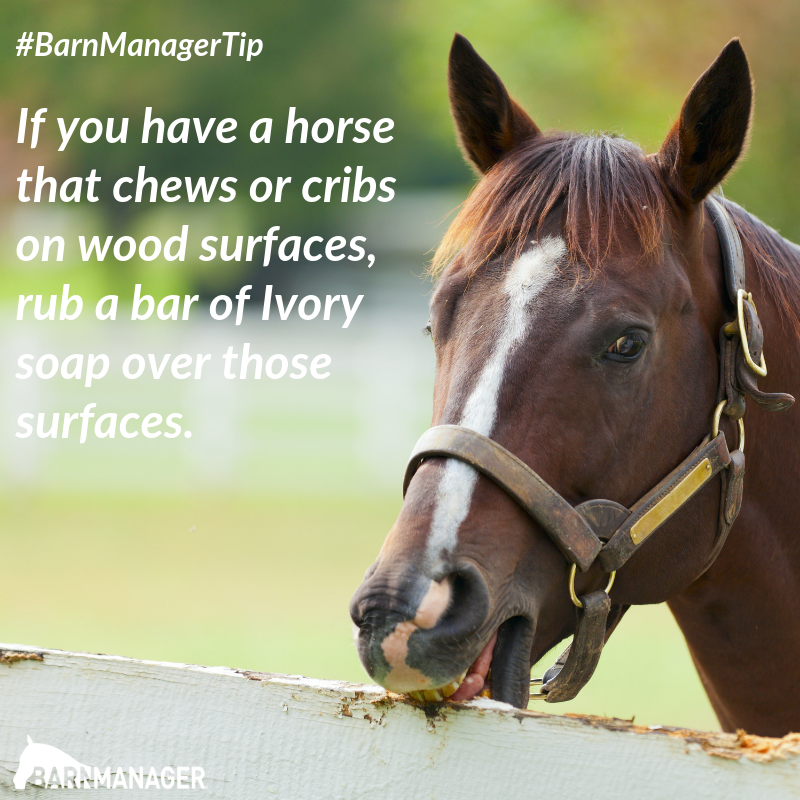 BarnManager1's tweet photo. #BarnManagerTip If you have a horse that chews or cribs on wood surfaces, rub a bar of Ivory soap over those surfaces. The taste of the soap will strongly discourage the horse’s cribbing behavior. https://t.co/KVBpRLzKLt