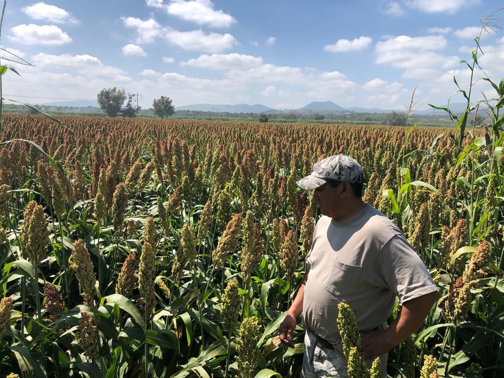 tarhenimx's tweet photo. #Sorgo #Techag 8830 https://t.co/DeGK3ocRR8