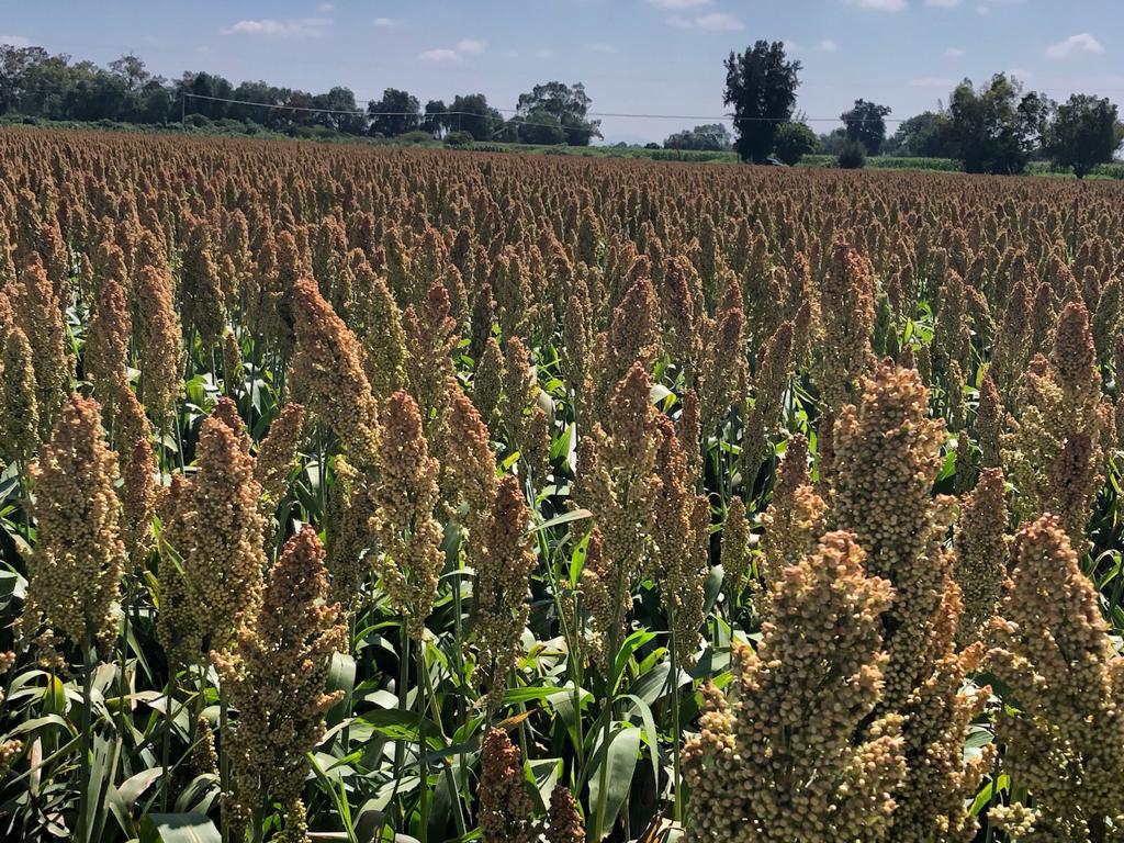 tarhenimx's tweet photo. #Sorgo #Techag 8830 https://t.co/DeGK3ocRR8