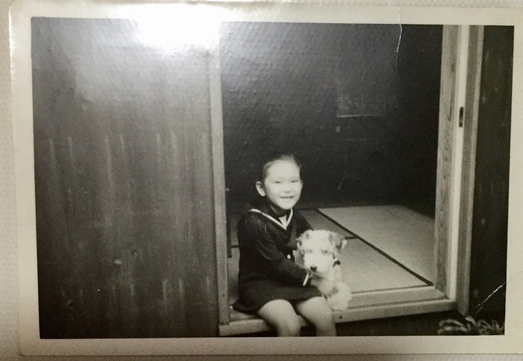 進士 素丸 なんて貴重な写真 これが川端康成から譲られてきた犬だと思うと感慨深い 4枚目の窓枠 のとこで佇んでいるのめちゃくちゃ可愛いですね