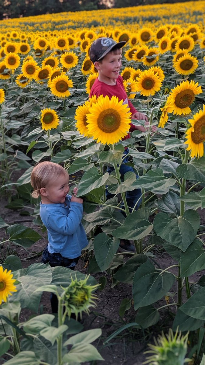 Visited Miracle Max's Minions last night with these two guys. A walk through this field could turn any bad day around. Thank you <a href="/BgrowInc_BigB/">Brian Schoonjans</a> for sharing this and bringing such a beautiful vision to life. #miraclemaxsminions #beasunflower