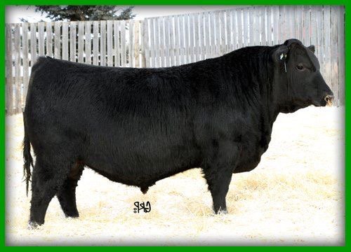 MBAgDays's tweet photo. Bull Congress Exhibitors please be sure to register before September 20th #agdays20 #barn11 #bullcongress https://t.co/lYlio7JSke