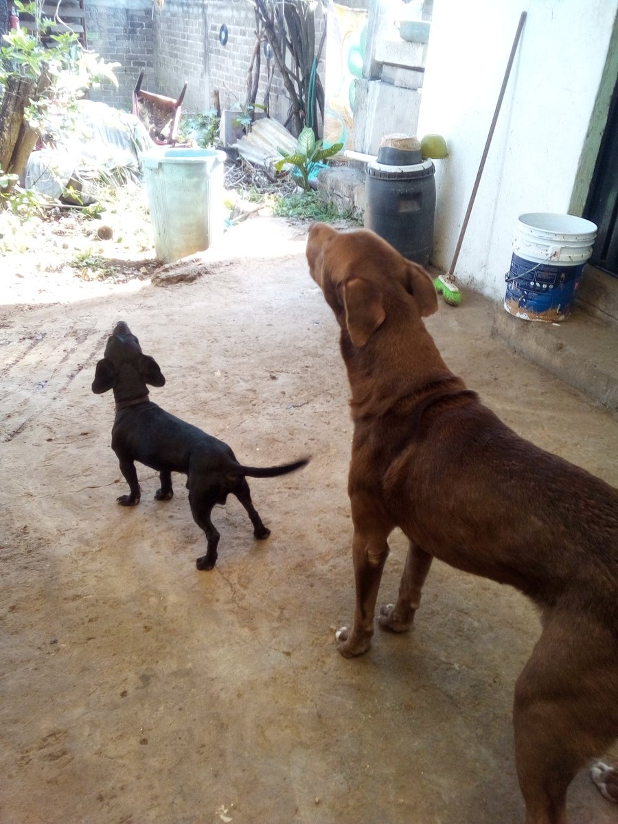 FreeVader's tweet photo. Siempre que pasa un auto con sonido (fierro viejo, el pan, elotes, etc), Caifán y Canelo aúllan. El instinto primigenio de aullar.

Qué lindo es escucharlos.
 #CaifánYCanelo
#TardePerruna https://t.co/jGlajTnwqZ