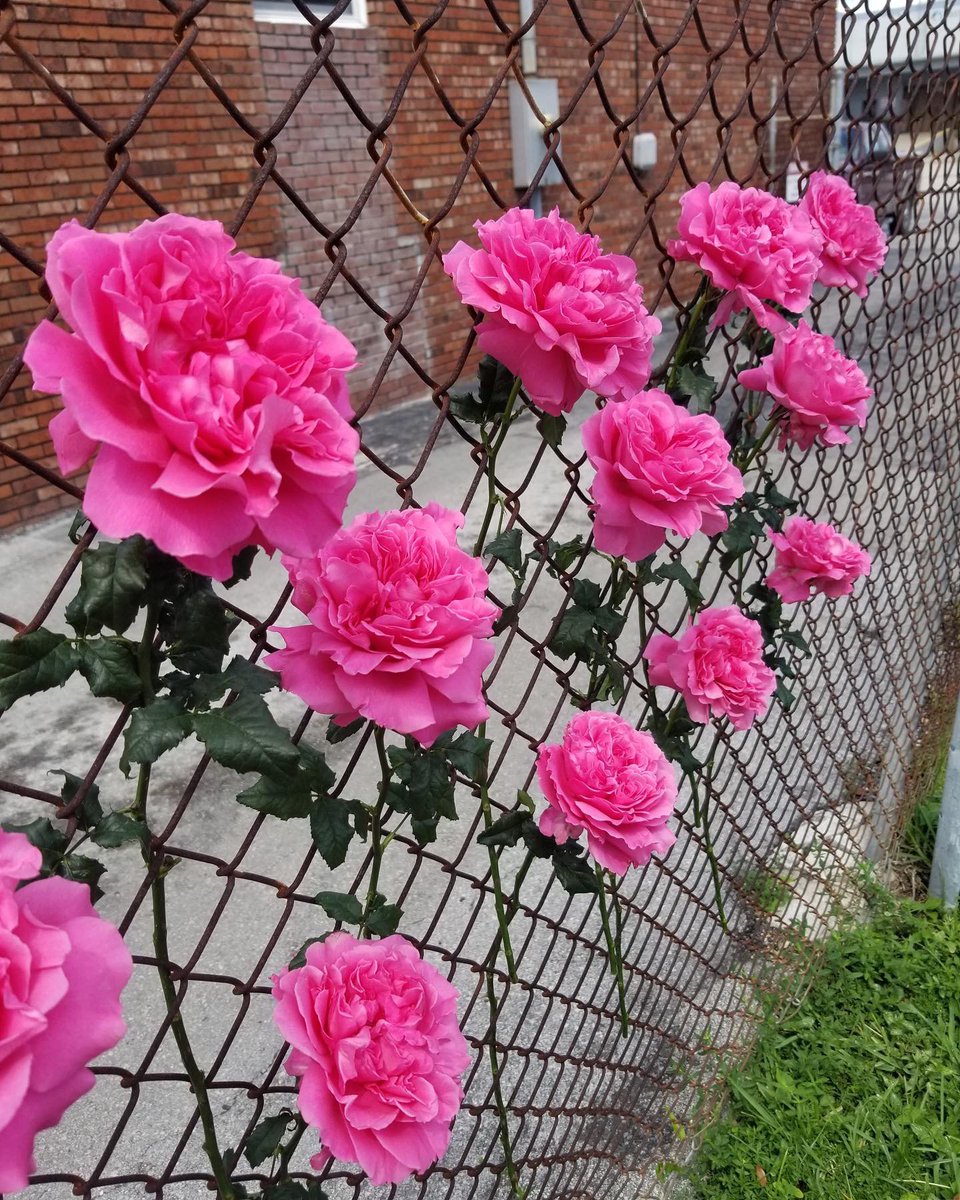 Jet Fresh Flowers tweet media