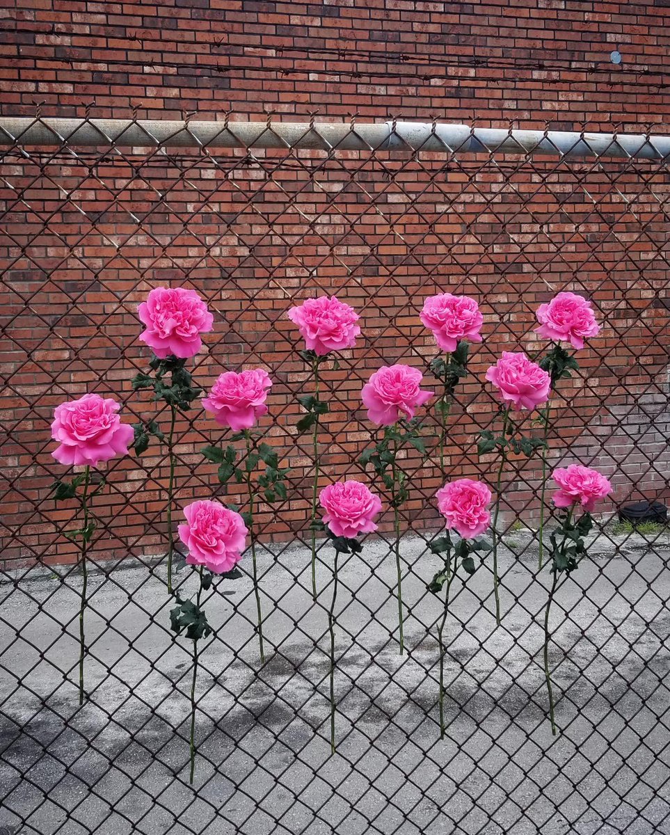 Jet Fresh Flowers (@jetfreshflowers) on Twitter photo Are you still on the fence about Princess Meiko garden roses? These elegant beauties from <a href="/AlexandraFarms/">Alexandra Farms</a> are a major standout within this rugged juxtaposition. π #gardenroses Are you still on the fence about Princess Meiko garden roses? These elegant beauties from <a href="/AlexandraFarms/">Alexandra Farms</a> are a major standout within this rugged juxtaposition. π #gardenroses