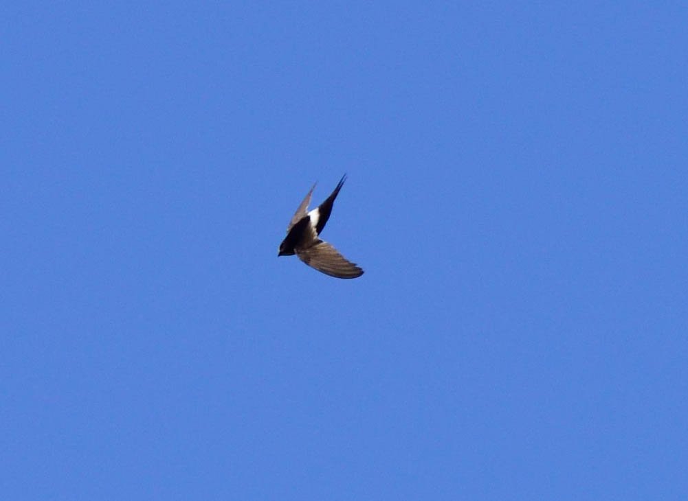 The avian stars for me today in southern Spain were 3 White-rumped Swifts; with 2 feeding overhead at times. #LosAlcornocales #AndaluciaBirds