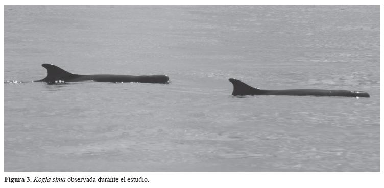 ODCanarias's tweet photo. La distancia entre la punta del hocico y el espiráculo representa un 10% de la longitud total de su cuerpo. El espiráculo tiene 5 cm de largo y con forma de U. #CachaloteIndopacifico, #buceo, #dive, #mediomarimo. Foto de Internet. https://t.co/1LTMEdaowE