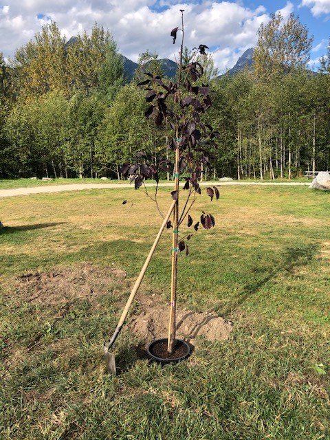 forestscanada's tweet photo. Great day in Squamish, BC celebrating our partnership with @HondaCanada – planting a tree as part of their One Honda. One Tree. Campaign that supports tree planting across Canada! Thank you for your continued support 🌲🌳 #ForestRC @Keen_for_trees https://t.co/ZRTAVgAT5B