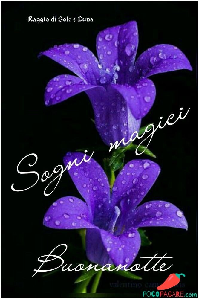 Graziella Auf Twitter Anitamia48 Ciao Anita Per Oggi Abbiamo Finito Ora Relax Per Una Splendida Serata E In Seguito Una Serenissima Notte Buonanotte A Domani Bacionotte T Co 1rshieqg7o