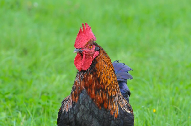 LiveScience's tweet photo. Woman Pecked to Death by Her Rooster https://t.co/XSnxxkbzeQ https://t.co/9p6Gx3QgMh