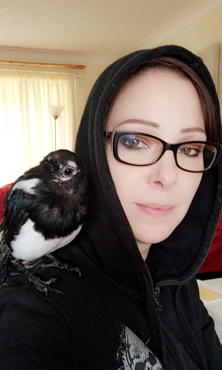 davos_magpie's tweet image. One of the rare moments I wasn't pecking the life out of my human. #ItWasOnlyAFewMinutes #IHaventGoneSoft #corvidsoftwitter #magpie #rescuemagpie #Anarchist99PercentOfTheTime