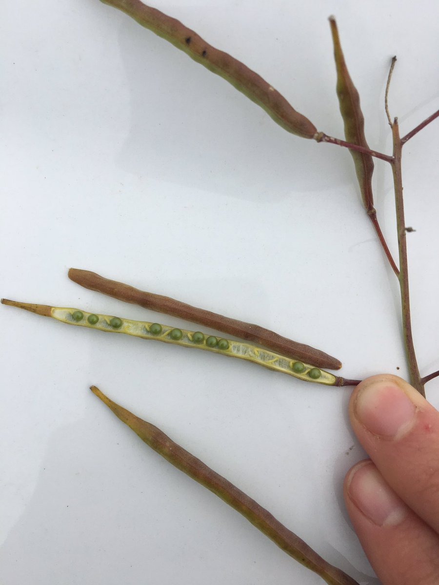 cropproolivia's tweet photo. So important to actually break pods in the field when checking for harvest timing as sun scald can be very deceiving  #harvest19 https://t.co/Ah4oi3PDKa