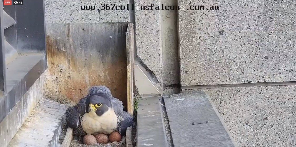 Melbourne Collins Street Exciting Stressful News Melbourne