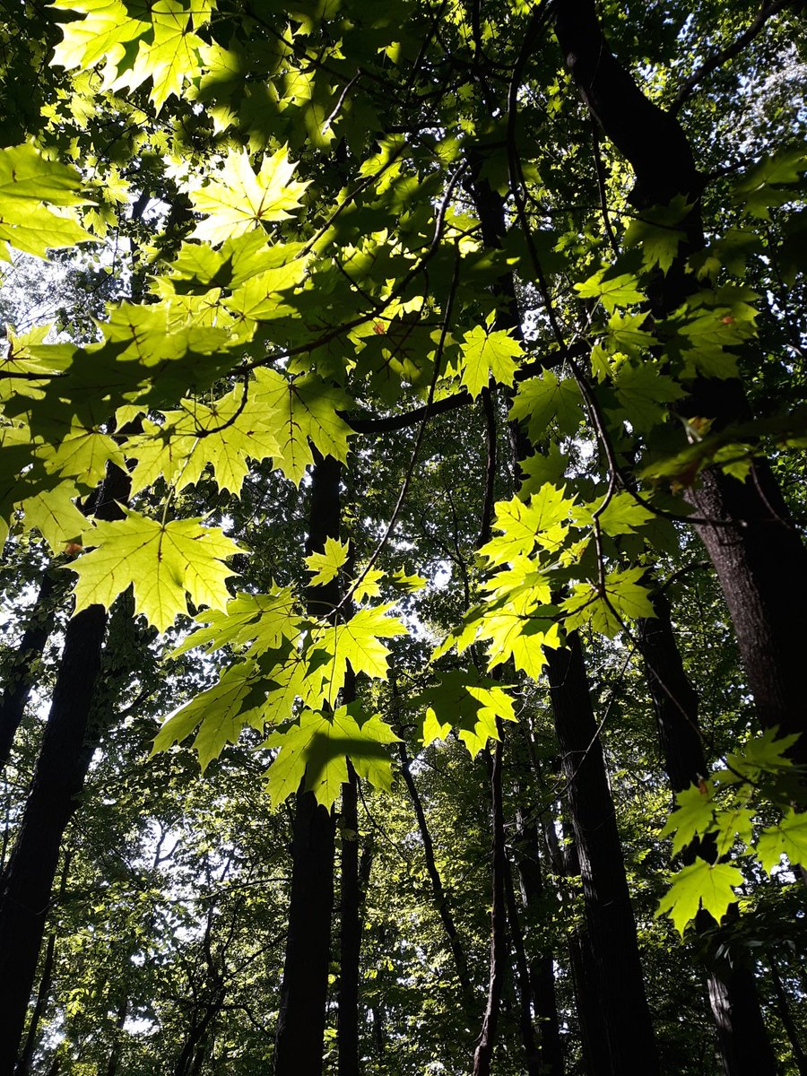 LehighEcology's tweet photo. Assessing the forest. #ees152 https://t.co/LGI97N8q9w