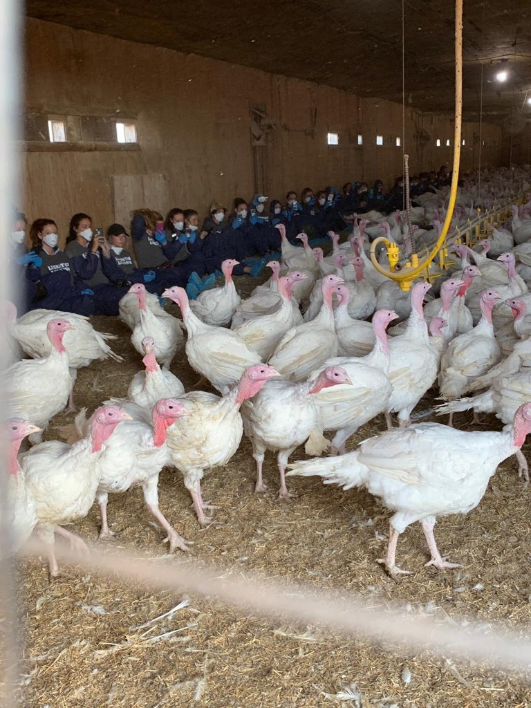 grossphillip's tweet photo. Farmer goes to check his beautiful Turkeys🦃 in southern Alberta and finds these Thugs have snuck inside the barn to protest. In a bio-hazard security zone. To top it off, the farmer gave them 5 birds to place in bird sanctuary @TheDailyCowman @DerrickJosi https://t.co/HpBruqsKBx https://t.co/Xrcv7ba7n4