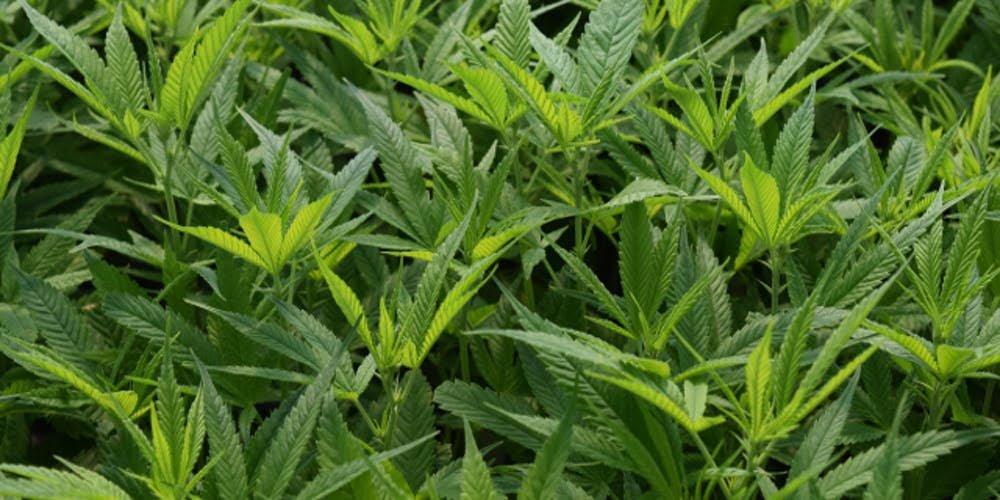 pure_five's tweet image. Did you know that here at PureFIVE our broad spectrum CBD products are vertically integrated? We believe in the importance of maintaining purity in our products from seed to shelf. #verticallyintegrated #broadspectrum #CBD #CBDlife #hemp #PureFIVE