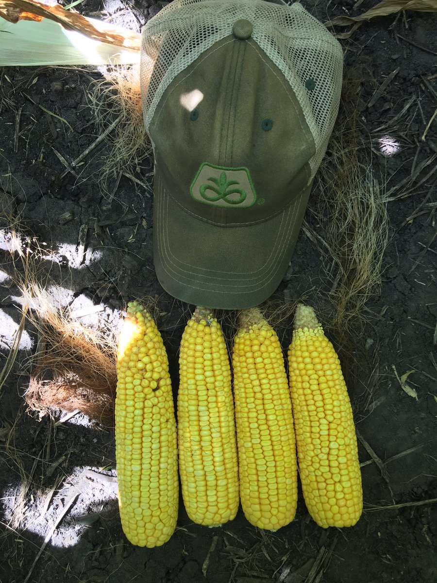 AgronNateL's tweet photo. Well @Bean_Doctor ..... the time has come where I no longer have to search my 109-111 CRM hybrids for 20-22 kernel around potential ..... @PioneerSeeds in NC IA has this little 97 day thumper in the stable for 2020! #littlebrothergrewup #P9772AM #cornrevolution https://t.co/oBzt0dD38Z