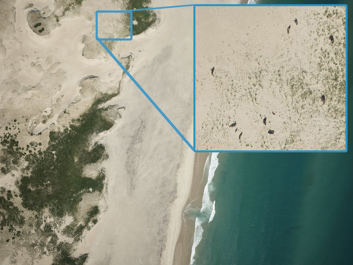 LeadingEdgeGeo's tweet photo. During recent LiDAR and Imagery collection over Sable Island, Nova Scotia, we spotted some wild animals! Do you call them Sable Island Horses, or Sable Island Ponies? 🤔🐴 #sableisland #horses #ponies #lidar #aerialimagery #NovaScotia https://t.co/PKlUeX5XGK