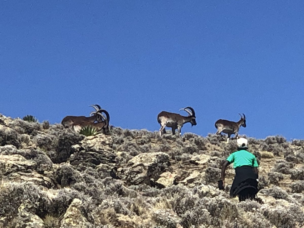 Allehone's tweet photo. @MeseretA5 @Mohammed222022 @addismaleda Last year my family visited #Simenmountain parks staying at a Simien lodge run by @nickcran. We were thrilled to have a chance to chase after these gorgeous animals.... https://t.co/gMAA1kX2dq