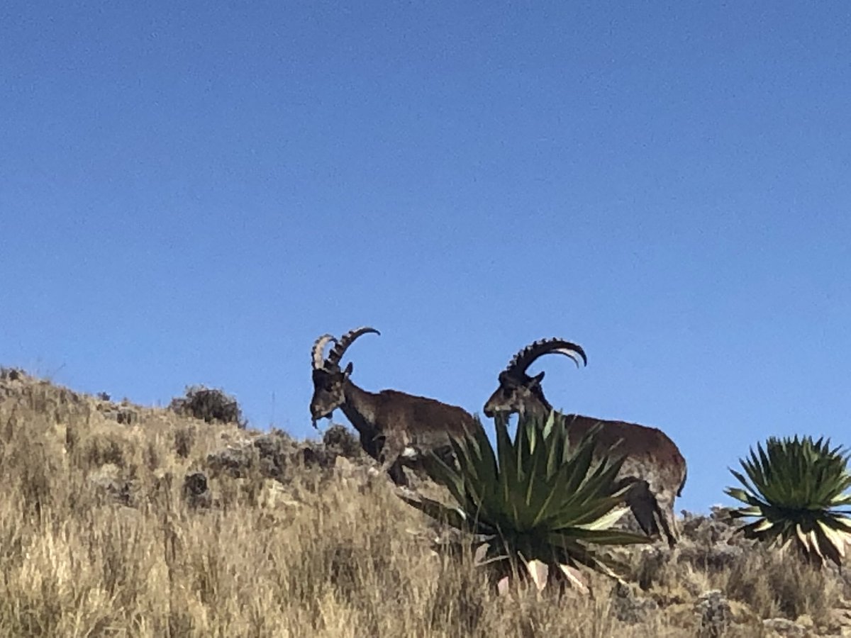 Allehone's tweet photo. @MeseretA5 @Mohammed222022 @addismaleda Last year my family visited #Simenmountain parks staying at a Simien lodge run by @nickcran. We were thrilled to have a chance to chase after these gorgeous animals.... https://t.co/gMAA1kX2dq