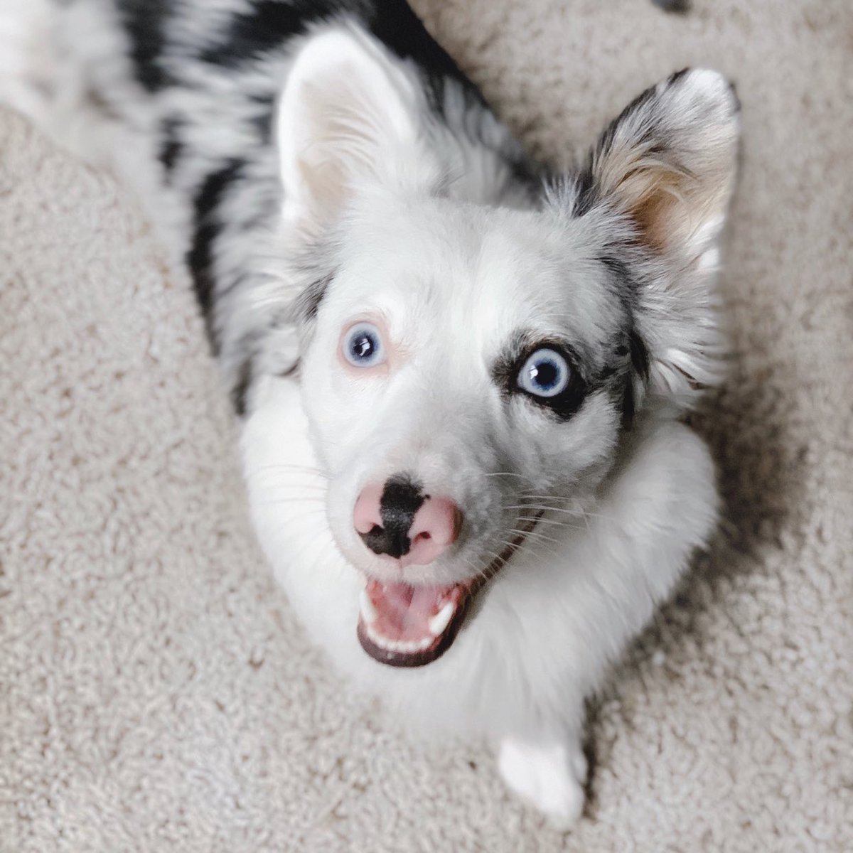 Zira: “How are dogs and phones alike? They both have collar ID!”