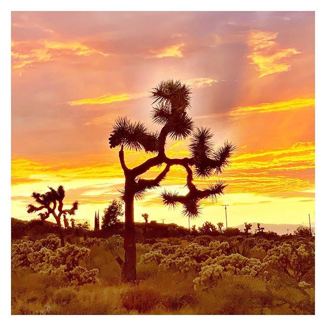 VRYeveryday's tweet photo. Back to it at VRY HQ in #JoshuaTree.
🙌🏼
#FeelAlive
#FeelBalanced
#FeelHappy
#FeelCalm
#FeelRelaxed
#feelVRYwell https://t.co/GDdg6vCLCy https://t.co/Z0vevPQlLK