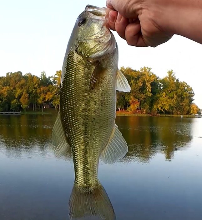 ANGLR on X: RT @RealisticFishin: Got this nice bass on a Baby Brush Hog  Watch here:  #fishing #bassfishing #bass #fish  #realisticfishing  / X