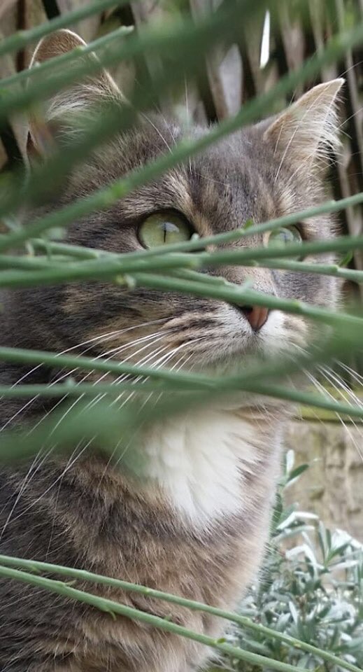 AdenLeduc's tweet photo. Hidden Eyes https://t.co/qAJ1CKeArO