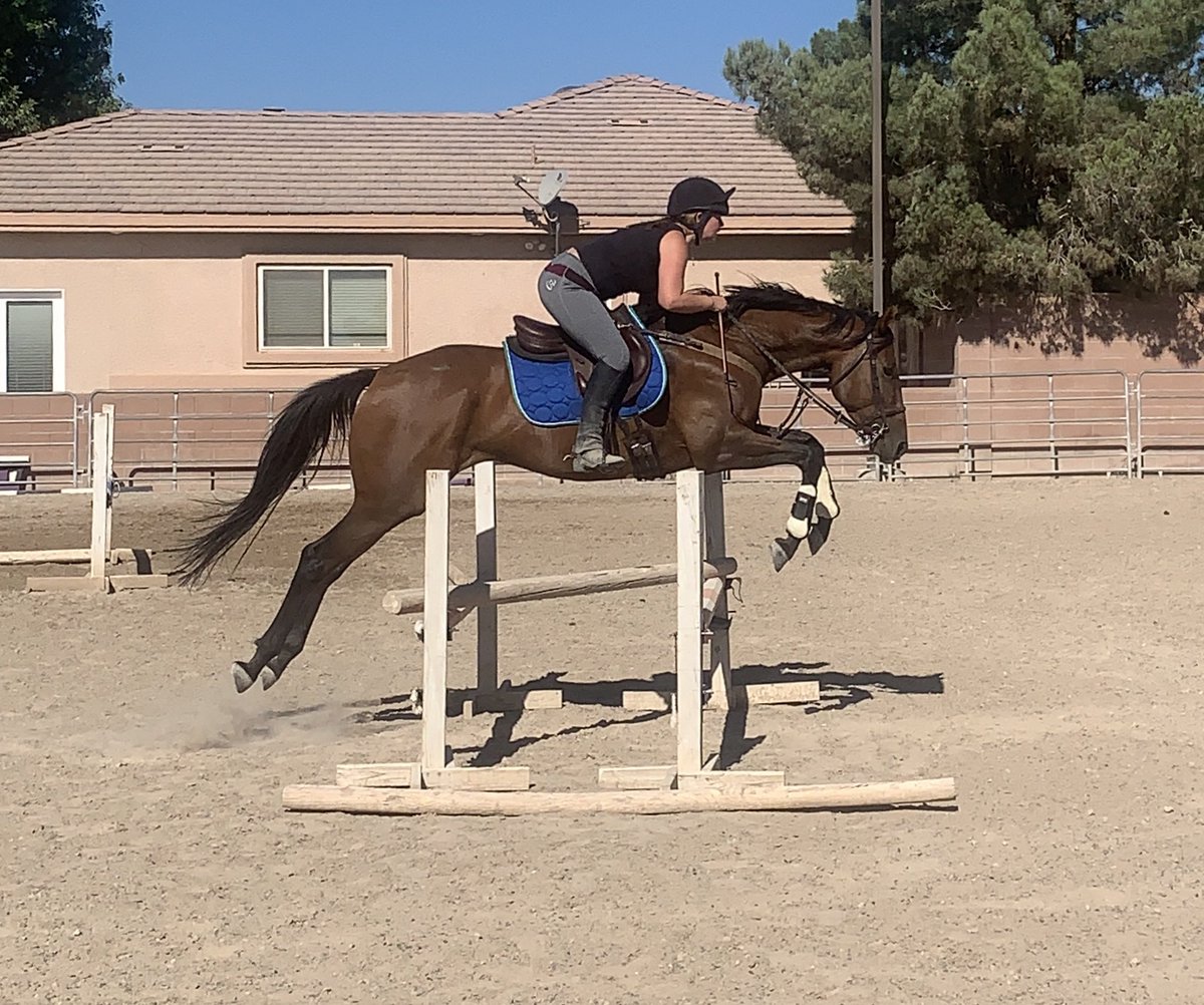 tneventing's tweet photo. Everyone had great goes through the grids! It was fun seeing the improvements they all made! #griddaysarefundays #gridjumping #topnotcheventing #torreypinesdressageandsporthorses #eventing #hunterjumpers #horseridinglesson #lasvegaseventers #lasvegashorses #lasvegasequeatrians https://t.co/Jl1iUcvai6