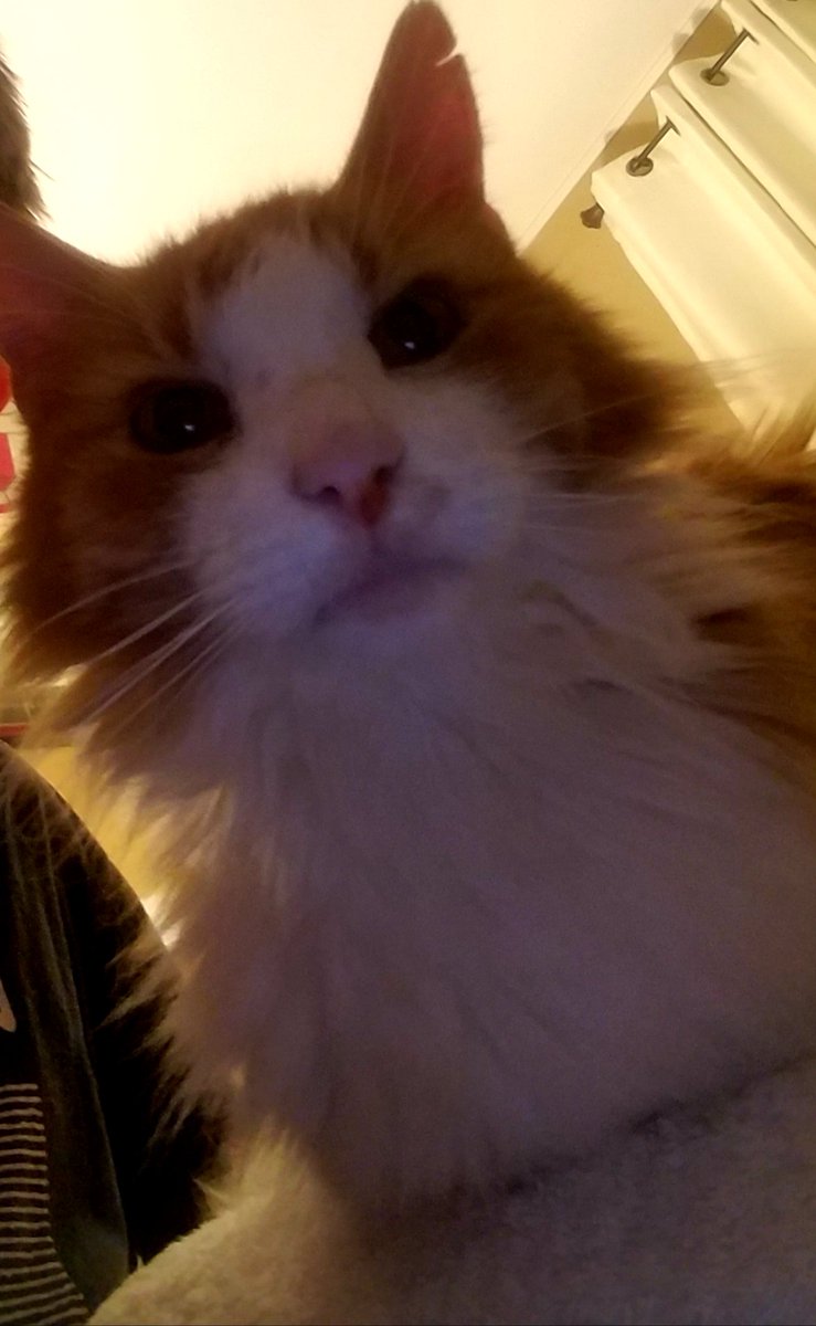 ShopCat_WZN's tweet photo. Shopcat is doing well. I'm sure he misses being up at the store, but he is enjoying the retired life. https://t.co/6d0830XkKo
