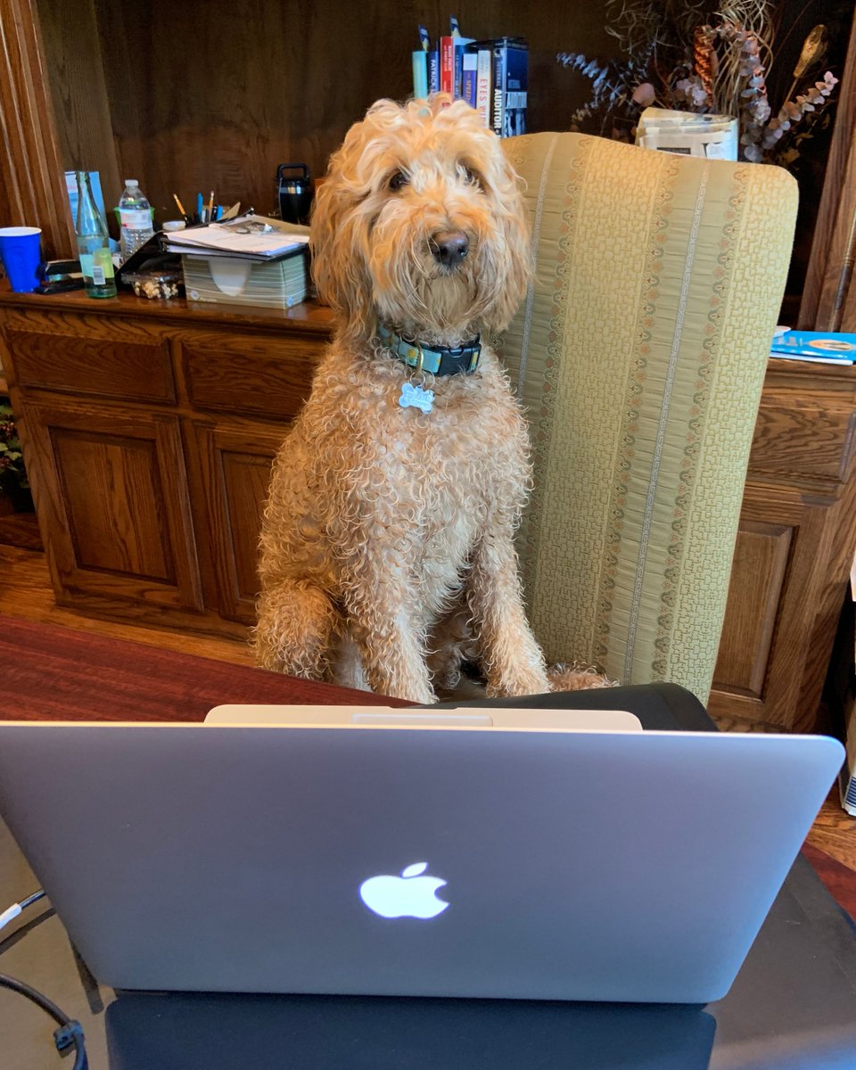 RazeMedia's tweet photo. One of Raze's most valued puployees, Finley, has been hard at work today. From optimizing SEO, to catching up on social media after the long weekend, she's had a ruff day but is still very proud to be a #RazePup๐ถ๐ฅ๏ธ #RazeMedia #CreateConversation #Bark https://t.co/0ynVd1DJ3Q