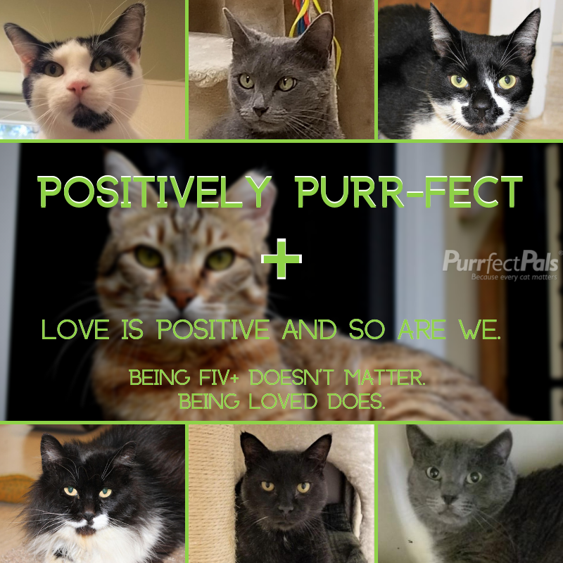 We think our FIV+ felines are PURRFECT! Do you have a FIV+ cat in your home? #purrfectpals #everycatmatters