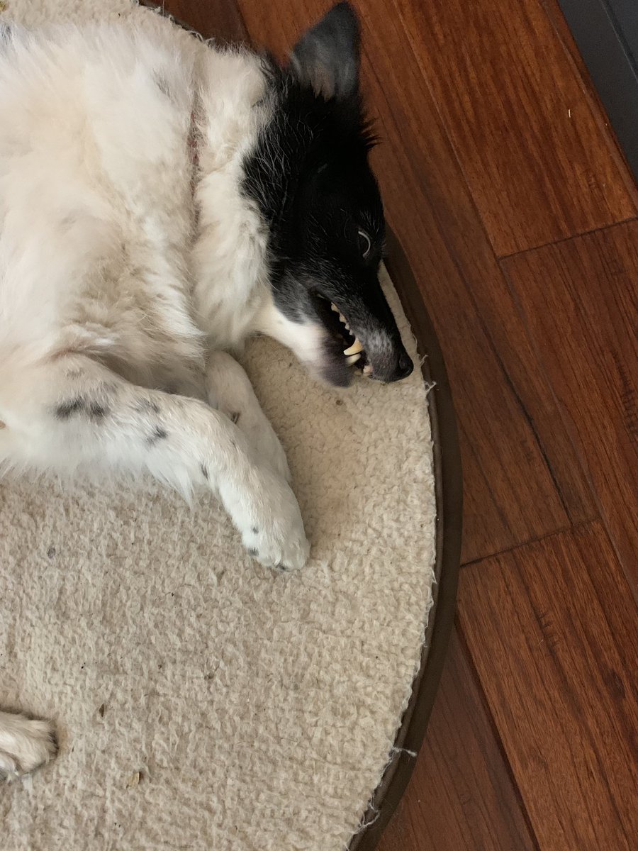 lauratex's tweet photo. Today’s #pupperpic. Pierre doesn’t want to go outside. True story. It’s too hot. https://t.co/1hrb89sMok
