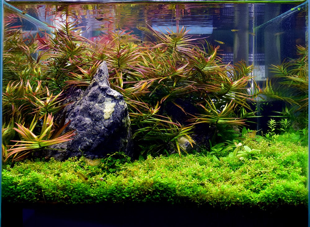 水草小話 Adidas ZX 8000 | Nice Kicks