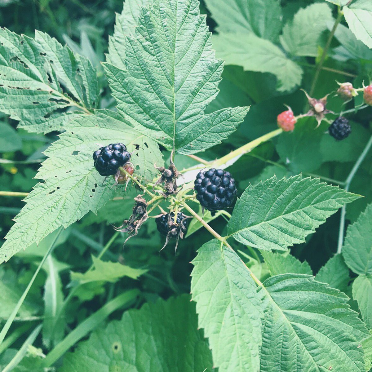 Do you know what plant this is?  Click on the blog link in my bio to find out☺️.  #plantwalk #nature #medicine #infusion #herbalinfusion #berries #summer #fresh #wilderness #greenery #lisamarieholmes #knowledge #powerful #plantwalktuesdaywithlisamarieholmes #plantwalktuesday