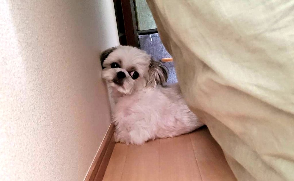 シーズー犬 ししまる Shih Tzu Shishimaru おはようございまる 最近の趣味は立て掛けたマットレスの 隙間に入ることです この狭いスペースがたまらないんです 犬 いぬ Dog シーズー Shihtzu
