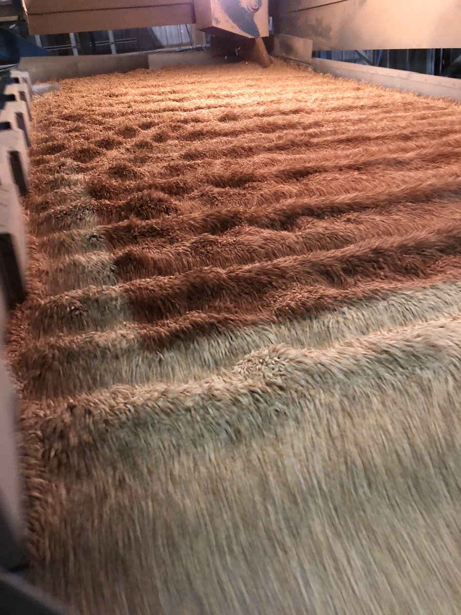 otooleseed's tweet photo. Cleaning has been going strong since harvesting started! #HS253 #wheat #healthsense @BayStateMilling https://t.co/gEwjwDWBaH