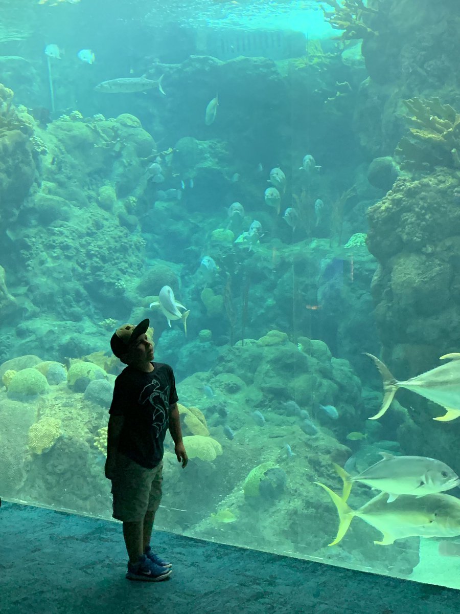 MrsLopezMagic's tweet image. Took our Sharkboy to the @floridaaquarium today 🦈 #EveryWeekIsSharkWeek @SharkWeek