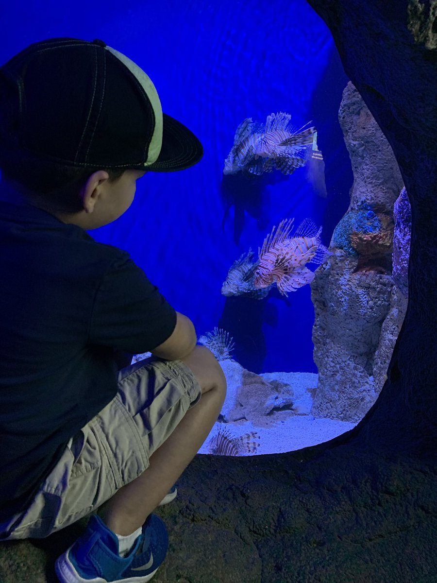 MrsLopezMagic's tweet image. Took our Sharkboy to the @floridaaquarium today 🦈 #EveryWeekIsSharkWeek @SharkWeek