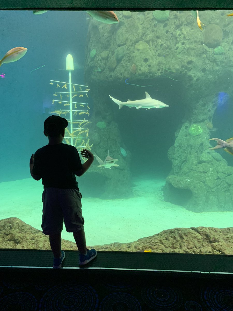 MrsLopezMagic's tweet image. Took our Sharkboy to the @floridaaquarium today 🦈 #EveryWeekIsSharkWeek @SharkWeek