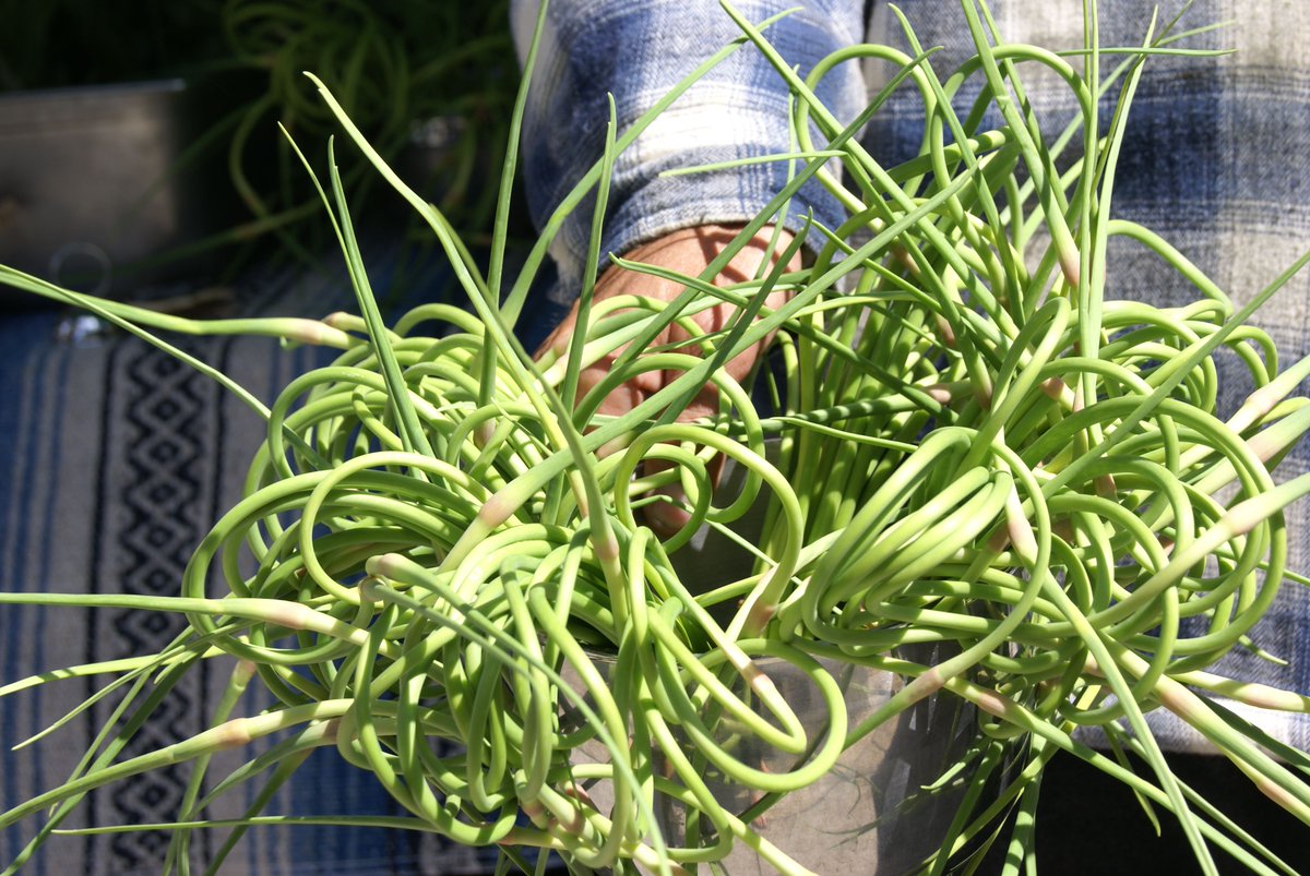 Was your garden TOO prolific this year? Stuck with 8 pounds of zucchini? Already pickled 6 jars of cucumbers?

Stop by the #EatLocalWeek VEGGIE EXCHANGE on Saturday, 9/14 at the Marmalade Branch of @slcpl! From 10-12, you can bring your surplus and trade with other local growers.