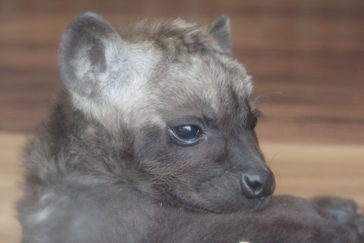 Zooライダー 赤ちゃんハイエナ 生後64日目時点 でおはようございます ブチハイエナ しろとり動物園