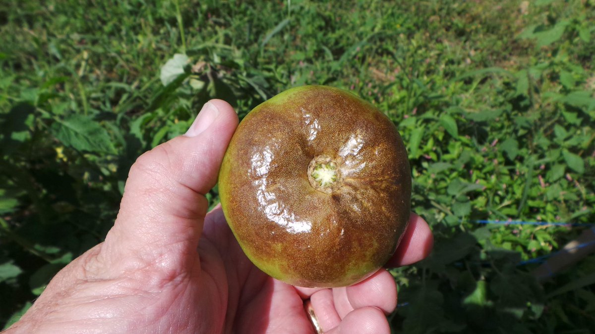 Penn State Extension Veggies, Berries, Mushrooms tweet media